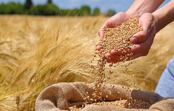 فعالیت سه مرکز خرید گندم در بروجرد