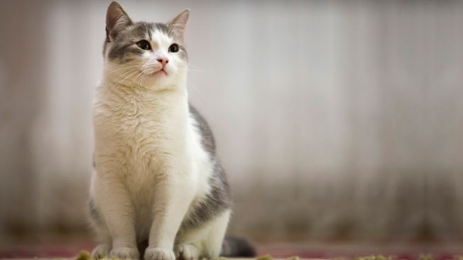 وزارت صمت: مجوزی برای واردات حیوانات خانگی صادر نشده است