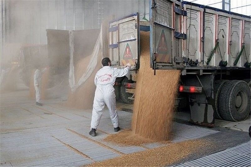 *** مطالبات گندمکاران تسویه شد *** مطالبات گندمکاران تسویه شد