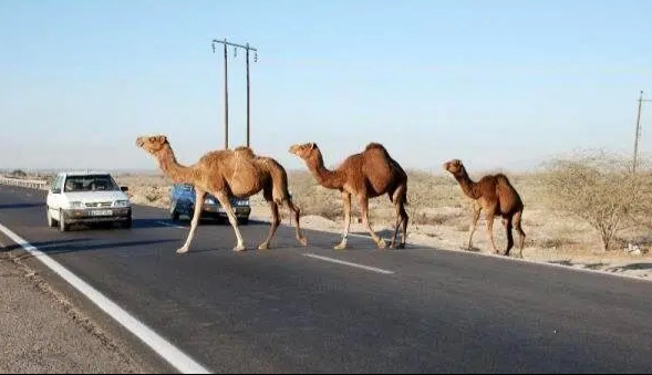 مهلت دو ماهه برای پلاک‌گذاری شتر‌های سرگردان در بندرلنگه