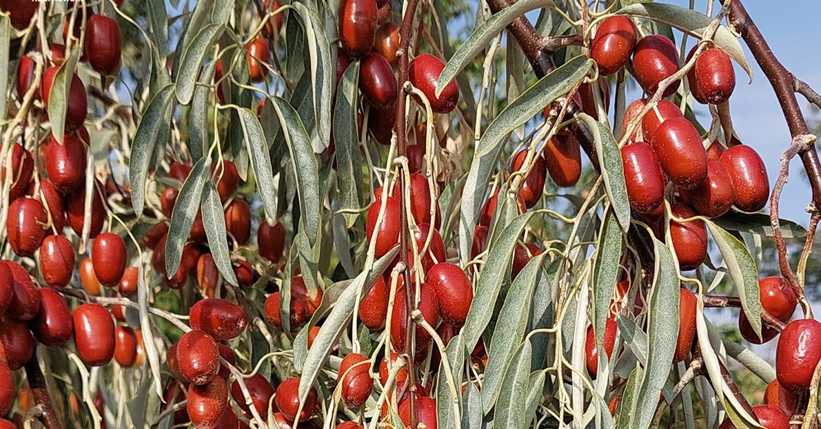 پیش بینی برداشت بیش از ٤٠ تن سنجد در آذربایجان‌غربی