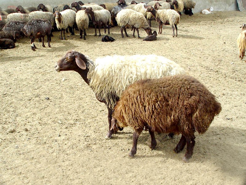 اصلاح نژاد ۱۵۰۰ راس گوسفند مهربان در همدان