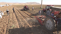آغاز برداشت سیب زمینی از زمینهای کشاورزی کبودراهنگ