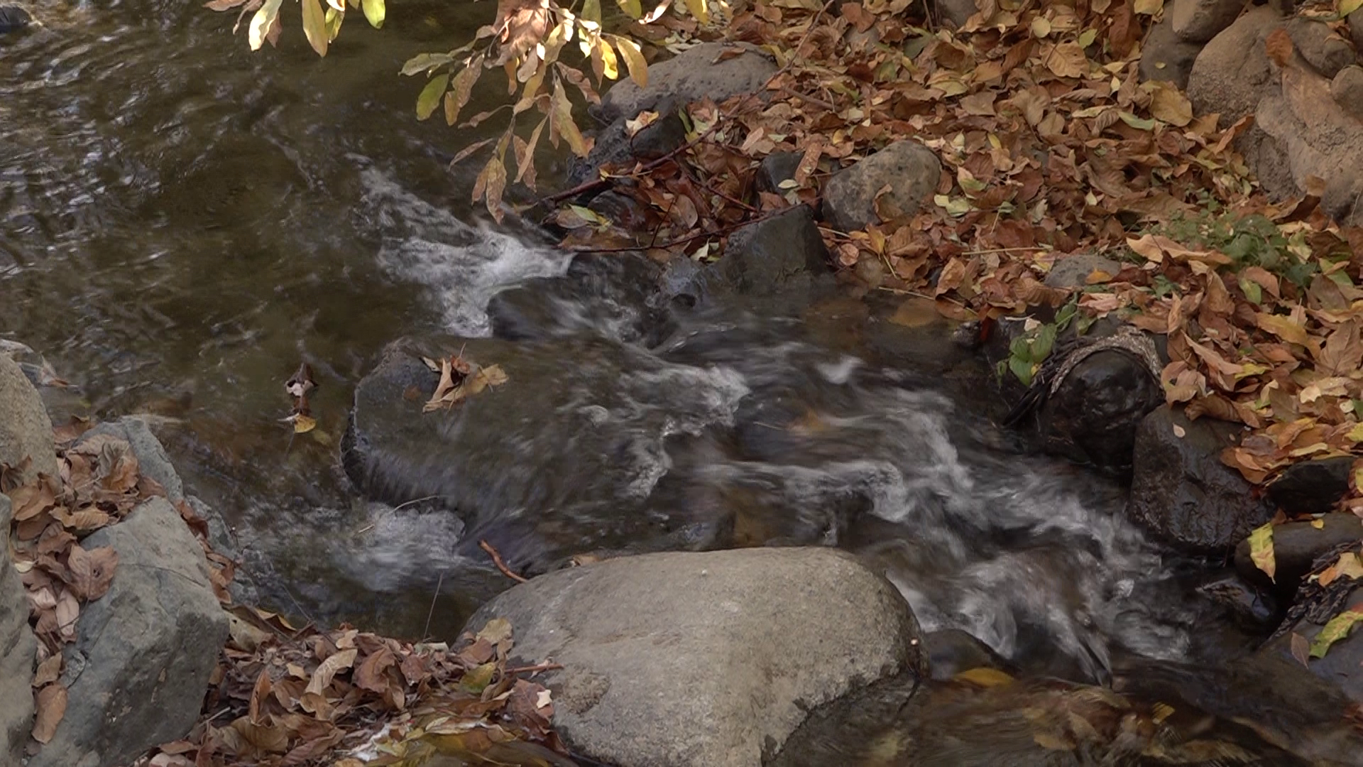 غوغای شگفت‌ انگیز جشن رنگارنگ برگ‌ ریزان در سیلوار همدان