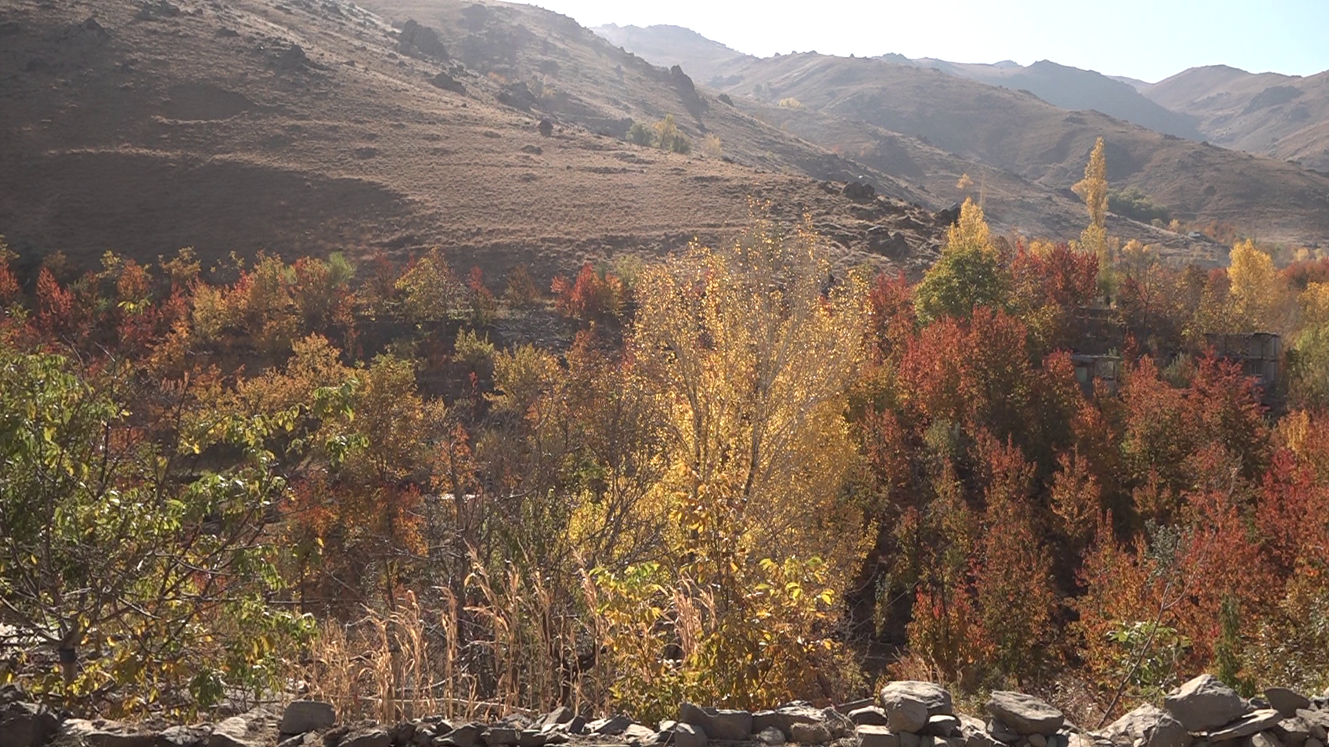 غوغای شگفت‌ انگیز جشن رنگارنگ برگ‌ ریزان در سیلوار همدان