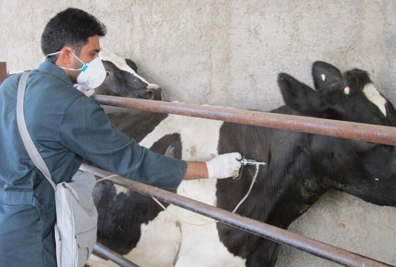 واکسیناسیون دامهای سنگین در خوزستان در برابر سویه جدید تب برفکی واکسیناسیون دامهای سنگین در خوزستان در برابر سویه جدید تب برفکی