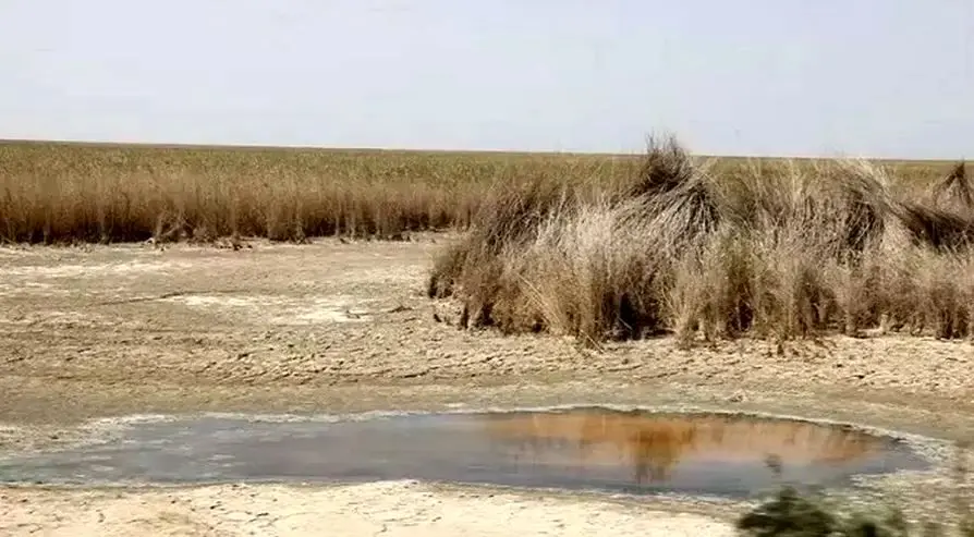 خشک شدن ۲۰۰ هزار هکتار از تالاب شادگان خشک شدن ۲۰۰ هزار هکتار از تالاب شادگان