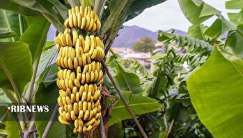 برداشت موز از بزرگترین گلخانه طبیعی ایران