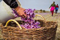 افزایش ۲۵ درصدی برداشت زعفران در ملایر