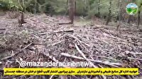 قطع درختان صنوبر در چمستان قانونی بود