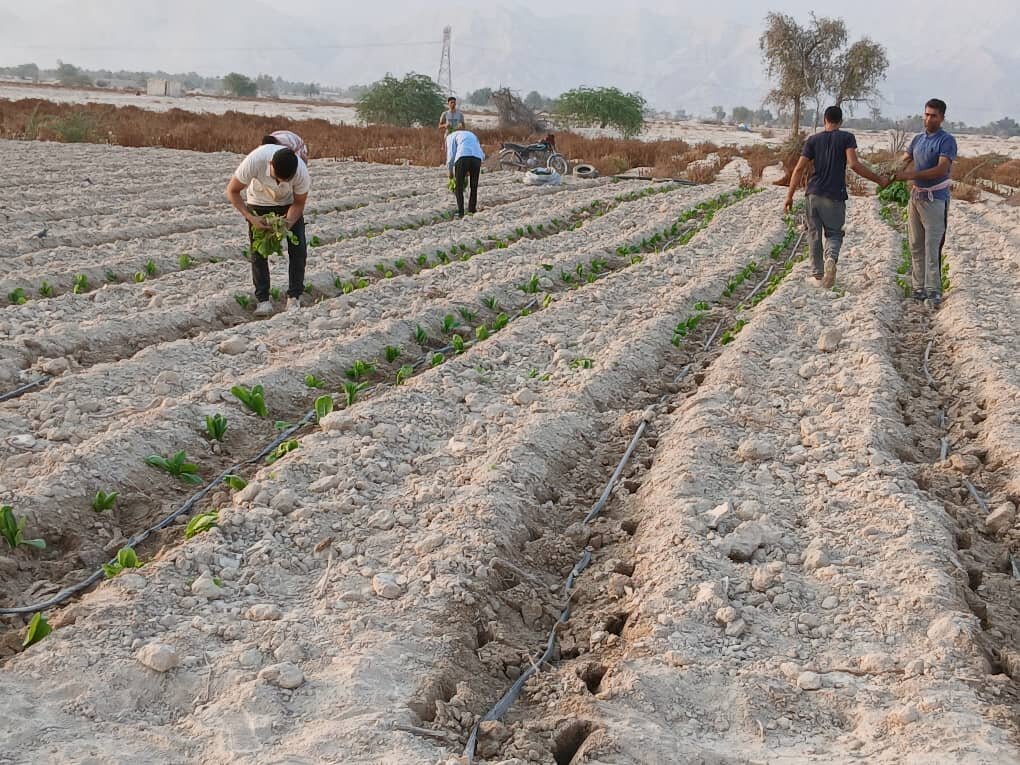 آغاز کشت تنباکو در شهرستان پارسیان آغاز کشت تنباکو در شهرستان پارسیان