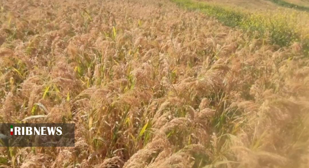 آغاز برداشت ارزن در لرستان آغاز برداشت ارزن در لرستان