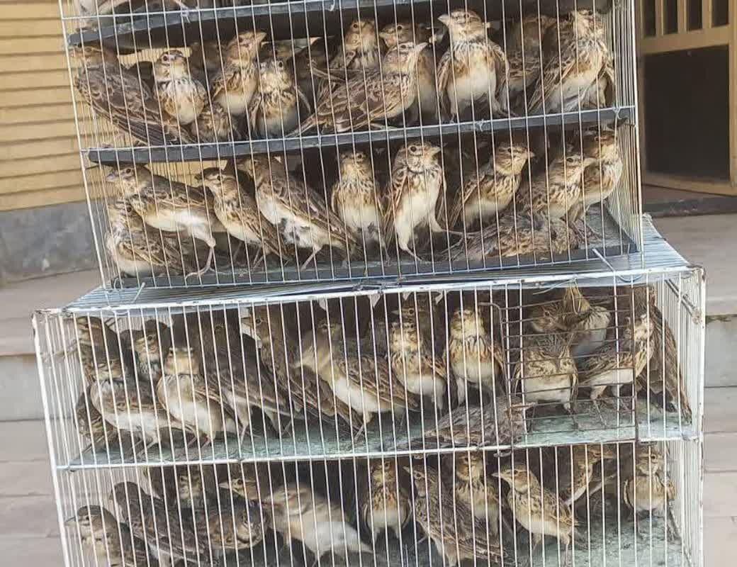 برخورد قانونی با فروشندگان گونههای جانوری در فضای مجازی برخورد قانونی با فروشندگان گونههای جانوری در فضای مجازی