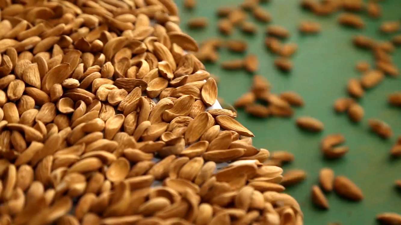 صادرات مغز بادام و فلفل دلمهای از استان چهارمحال و بختیاری صادرات مغز بادام و فلفل دلمهای از استان چهارمحال و بختیاری