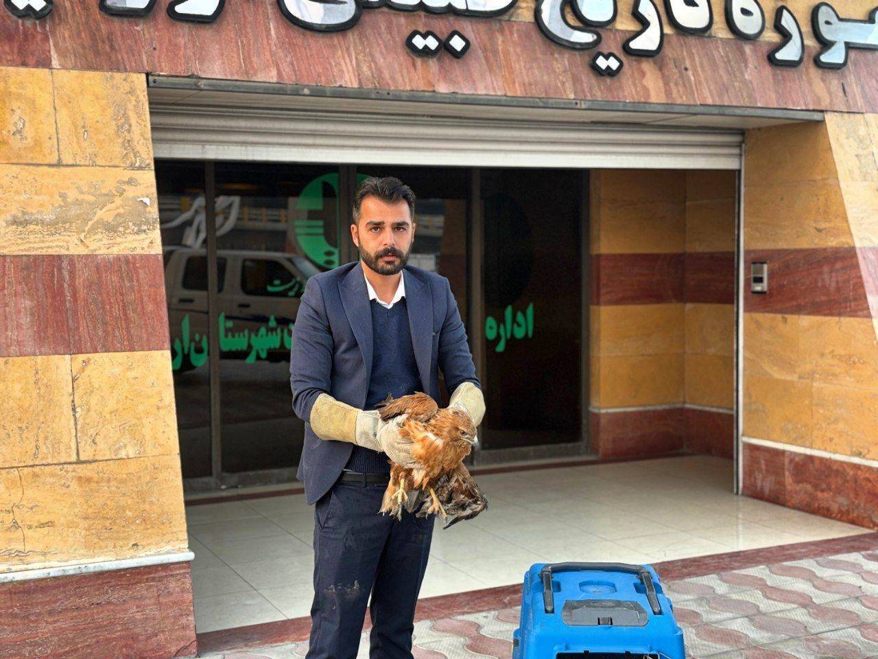 تحویل یک بال سارگپه زخمی به اداره حفاظت محیط زیست ارومیه