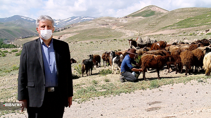 اقدمی - معاون امور دام جهاد کشاورزی استان